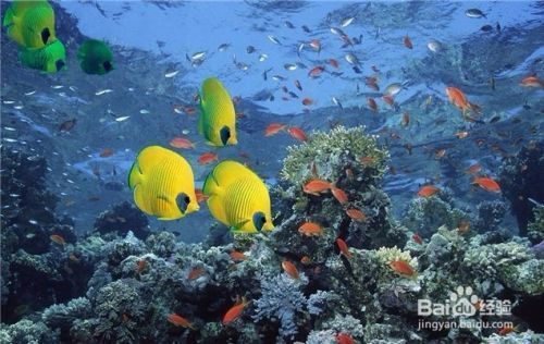 魚缸魚好養嗎，如何維護魚缸水質適合初學者的魚種