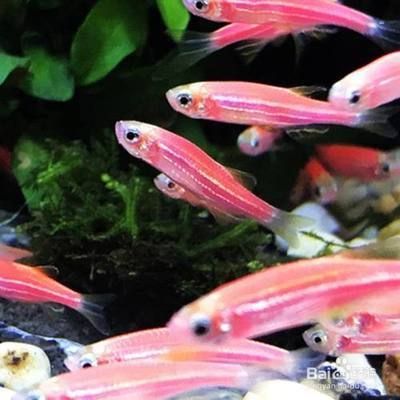 魚缸魚好養嗎，如何維護魚缸水質適合初學者的魚種