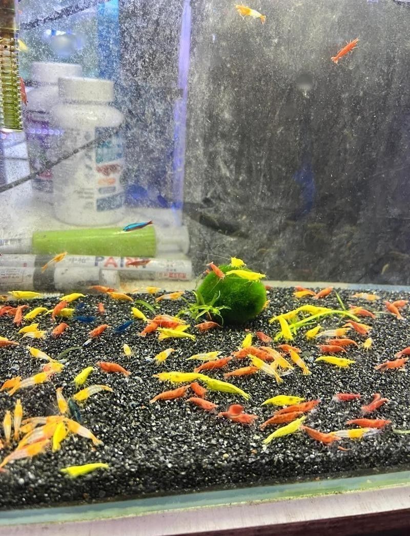 龍魚在哪買