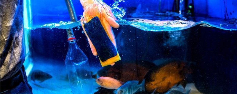 龍魚腸炎康復(fù)特征：如何判斷龍魚是否患有腸炎