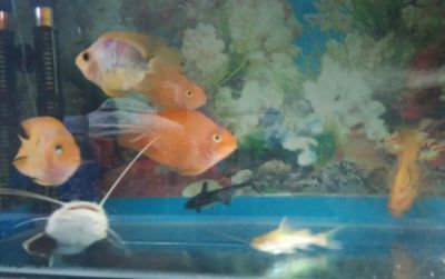 龍魚,鸚鵡魚適合多少水溫過冬：龍魚、鸚鵡魚對水溫的要求 龍魚,鸚鵡魚適合多少水溫過冬：龍魚、鸚鵡魚對水溫的要求 龍魚百科 第2張