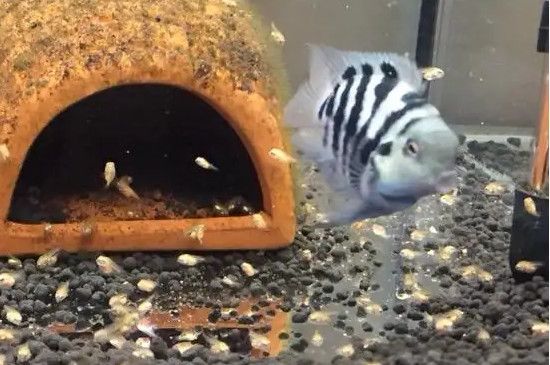 龍魚,鸚鵡魚適合多少水溫過冬：龍魚、鸚鵡魚對水溫的要求 龍魚,鸚鵡魚適合多少水溫過冬：龍魚、鸚鵡魚對水溫的要求 龍魚百科 第3張