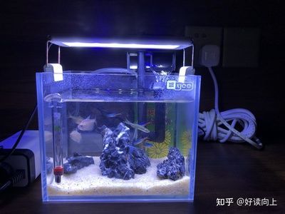 赤焰青龍魚：赤焰青龍魚的價格