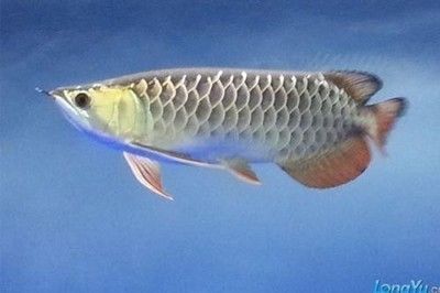 高背金龍魚和過背金龍魚的區別：金龍魚高背和過背有什么區別金龍魚高背與過背有什么區別 高背金龍魚和過背金龍魚的區別：金龍魚高背和過背有什么區別金龍魚高背與過背有什么區別 龍魚百科 第3張