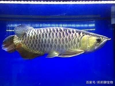 金龍魚如何區分高背過背：金龍魚如何區分高背過背金龍魚 金龍魚如何區分高背過背：金龍魚如何區分高背過背金龍魚 龍魚百科 第2張