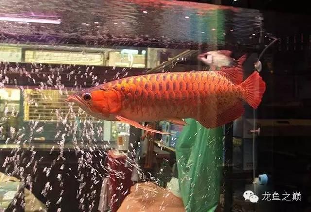 廣州花鳥市場批發龍魚在哪里買：廣州花鳥市場在哪 廣州花鳥市場批發龍魚在哪里買：廣州花鳥市場在哪 龍魚百科 第2張