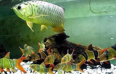 龍魚怎么混養好：如何將不同種類的龍魚混養在一起