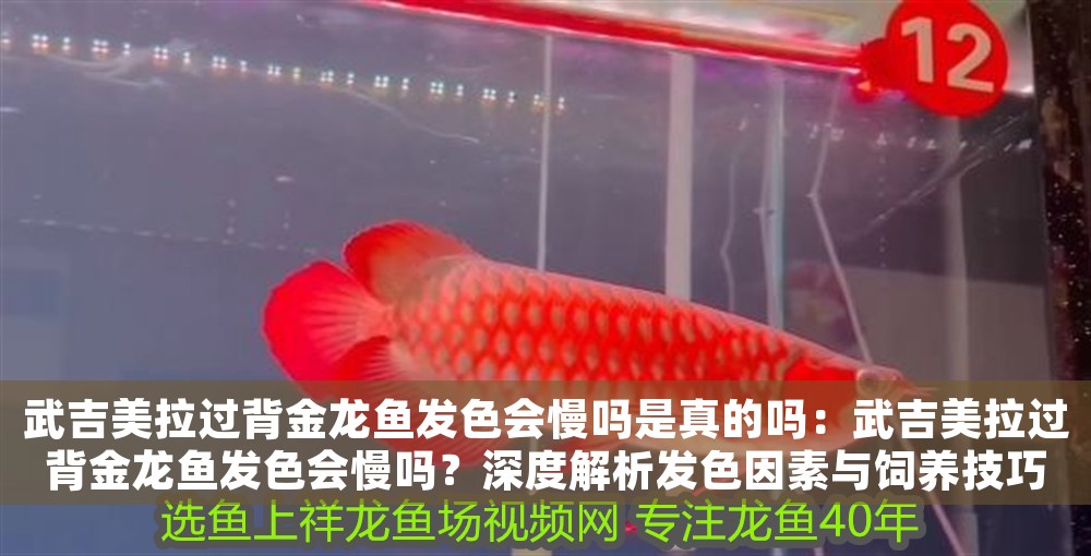 武吉美拉過背金龍魚發色會慢嗎是真的嗎：武吉美拉過背金龍魚發色會慢嗎？深度解析發色因素與飼養技巧