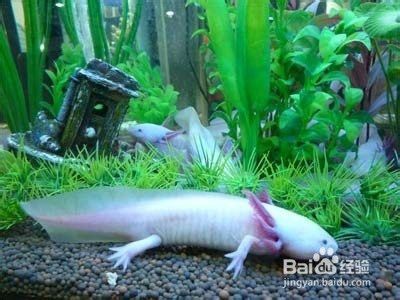 六角龍魚可以養多大 六角龍魚可以養多大 龍魚百科 第2張