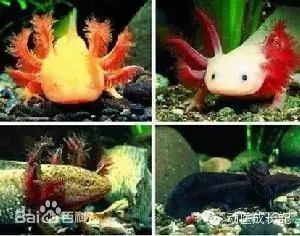 六角龍魚可以養多大 六角龍魚可以養多大 龍魚百科 第3張