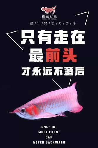 龍魚融鱗是什么樣子的 龍魚融鱗是什么樣子的 龍魚百科 第13張