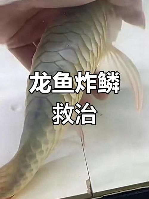 龍魚融鱗是什么樣子的 龍魚融鱗是什么樣子的 龍魚百科 第12張