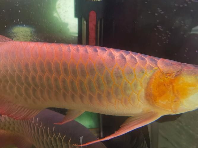 龍魚融鱗是什么樣子的 龍魚融鱗是什么樣子的 龍魚百科 第18張