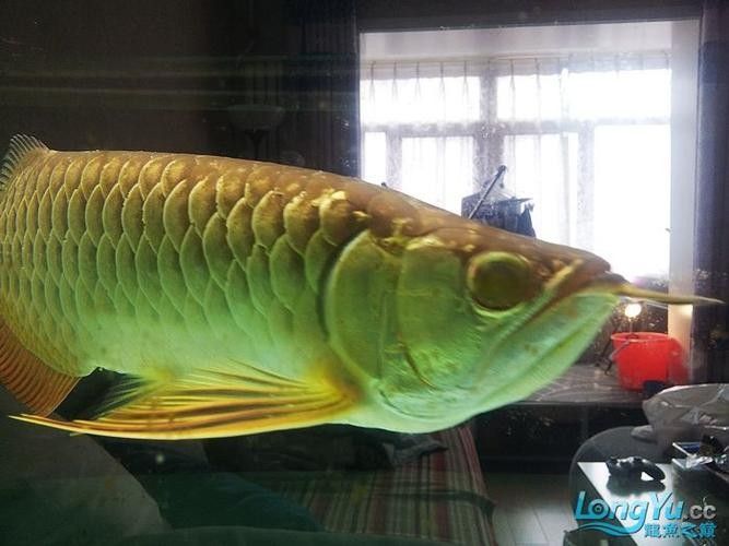 龍魚融鱗是什么樣子的 龍魚融鱗是什么樣子的 龍魚百科 第21張