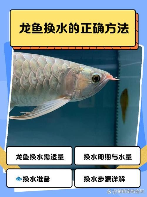 龍魚融鱗是什么樣子的 龍魚融鱗是什么樣子的 龍魚百科 第23張