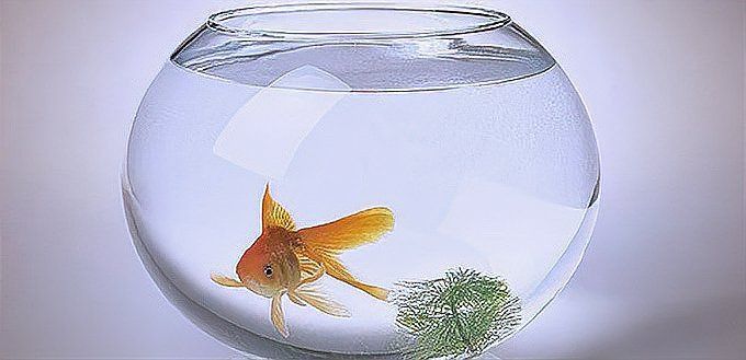 龍魚死亡后如何進行風水調整？