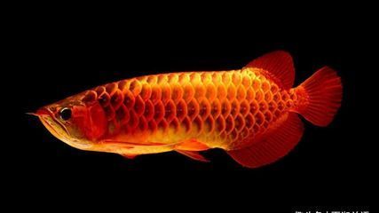 世界上最完整的金龍魚化石骨骼標(biāo)本，每克單價120元，比黃金還貴：一條1.5公斤的金龍魚，價格比黃金還貴