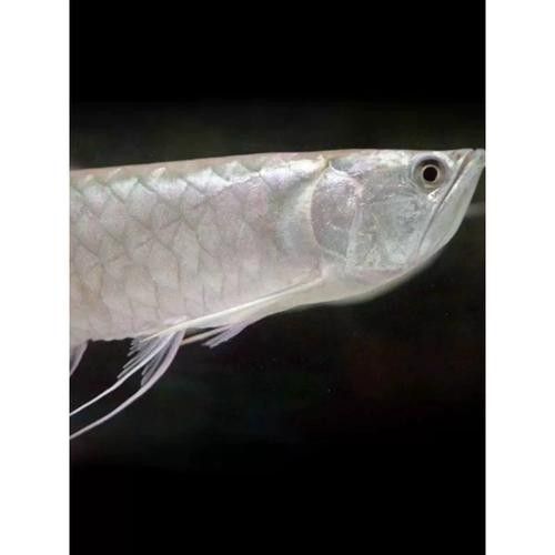 銀龍魚雌雄圖片對比圖