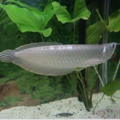 銀龍魚雌雄圖片對比圖