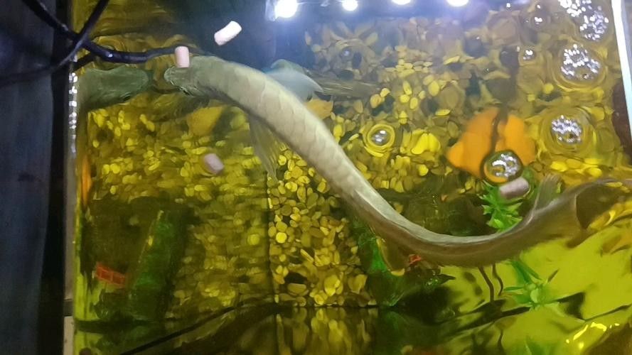 銀龍魚雌雄圖片對比圖