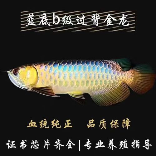 藍寶石金龍魚多少錢一包 藍寶石金龍魚多少錢一包 龍魚百科 第7張