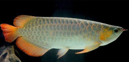 龍魚是什么樣（如何辨別龍魚健康狀況，龍魚繁殖技巧分享）