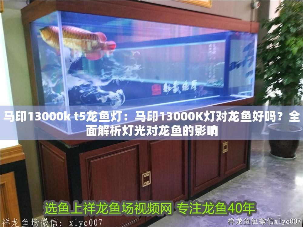 馬印13000k t5龍魚燈：馬印13000K燈對(duì)龍魚好嗎？全面解析燈光對(duì)龍魚的影響 馬印13000k t5龍魚燈：馬印13000K燈對(duì)龍魚好嗎？全面解析燈光對(duì)龍魚的影響 龍魚百科 第1張