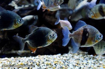粗線銀板魚(yú)和龍魚(yú)的混養(yǎng)問(wèn)題：粗線銀板魚(yú)可以和龍魚(yú)混養(yǎng)嗎？