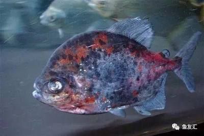 粗線銀板魚(yú)和龍魚(yú)的混養(yǎng)問(wèn)題：粗線銀板魚(yú)可以和龍魚(yú)混養(yǎng)嗎？