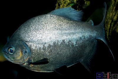 粗線銀板魚(yú)和龍魚(yú)的混養(yǎng)問(wèn)題：粗線銀板魚(yú)可以和龍魚(yú)混養(yǎng)嗎？