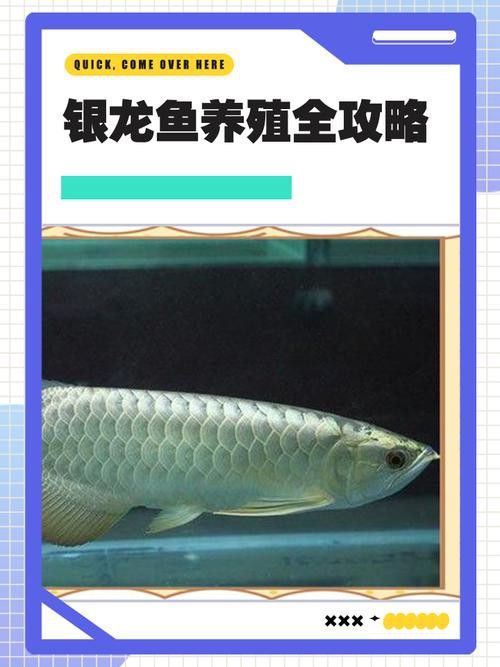 金龍魚與銀龍魚混養好嗎圖片