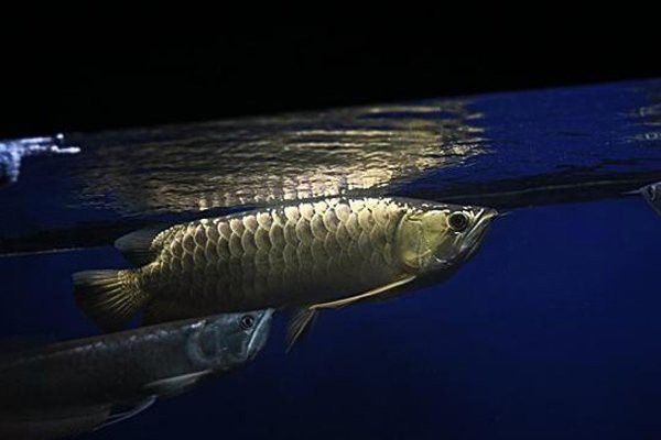 金龍魚與銀龍魚混養好嗎圖片