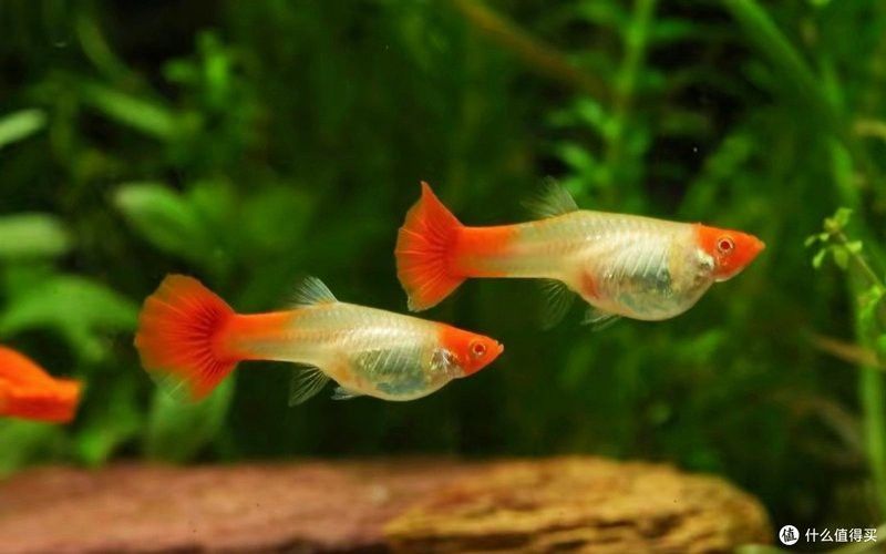 哪些品牌的活性炭適合治療龍魚黑霉病？