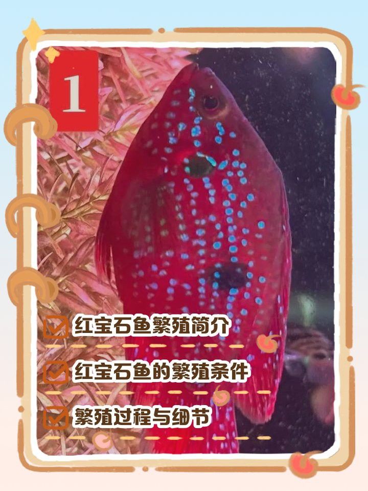 紅龍魚BTL的最佳繁殖環境是什么？ 紅龍魚BTL的最佳繁殖環境是什么？ 龍魚百科 第2張