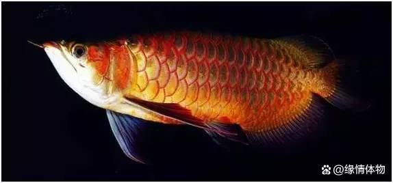 紅龍魚BTL的最佳繁殖環境是什么？ 紅龍魚BTL的最佳繁殖環境是什么？ 龍魚百科 第4張