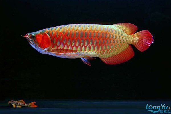 紅龍魚BTL的最佳繁殖環境是什么？ 紅龍魚BTL的最佳繁殖環境是什么？ 龍魚百科 第14張