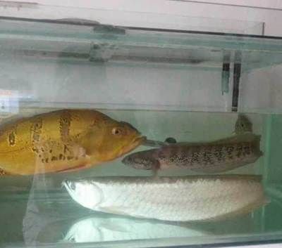 巴西亞和龍魚能不能一起養：巴西亞和龍魚可以一起養巴西亞和龍魚一起養嗎 巴西亞和龍魚能不能一起養：巴西亞和龍魚可以一起養巴西亞和龍魚一起養嗎 龍魚百科 第1張