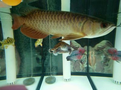 巴西亞和龍魚能不能一起養：巴西亞和龍魚可以一起養巴西亞和龍魚一起養嗎 巴西亞和龍魚能不能一起養：巴西亞和龍魚可以一起養巴西亞和龍魚一起養嗎 龍魚百科 第3張