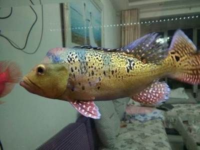 巴西亞和龍魚能不能一起養：巴西亞和龍魚可以一起養巴西亞和龍魚一起養嗎 巴西亞和龍魚能不能一起養：巴西亞和龍魚可以一起養巴西亞和龍魚一起養嗎 龍魚百科 第2張