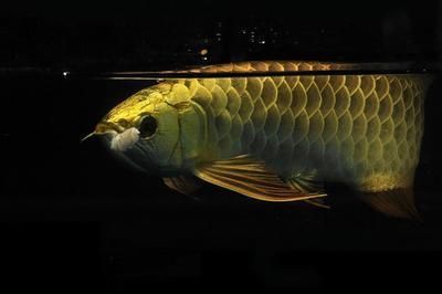 龍魚鱗片圖：龍魚鱗片圖展示了一條龍魚的外觀特征
