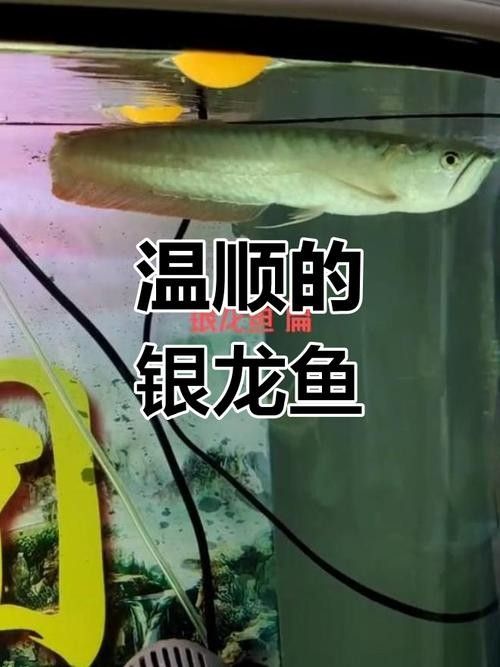 銀龍魚和什么魚混養好看圖片對比大全