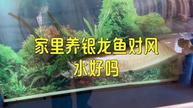 銀龍魚和什么魚混養好看圖片對比大全