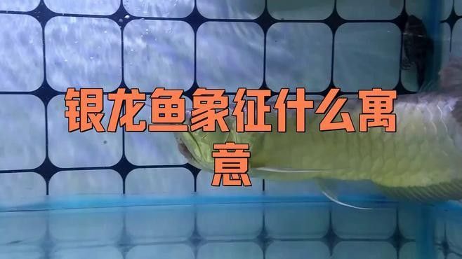 銀龍魚和什么魚混養好看圖片對比大全