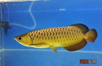 龍魚能吃嗎（龍魚可以食用嗎？）