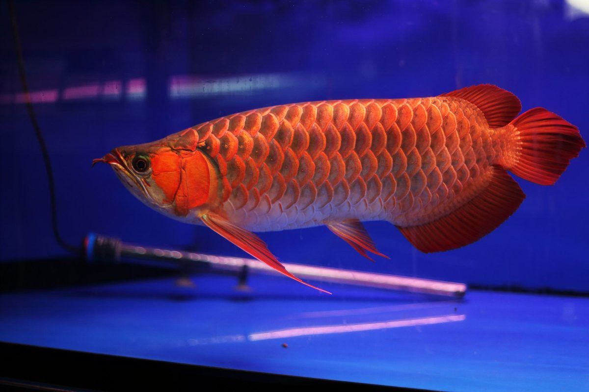 女性飼養龍魚有哪些優勢？ 女性飼養龍魚有哪些優勢？ 龍魚百科 第1張