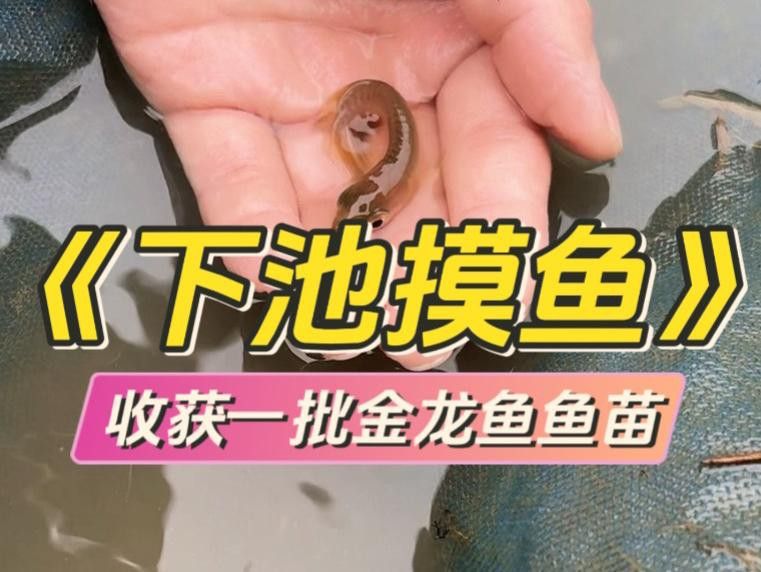 藍(lán)底金龍魚如何飼養(yǎng)？