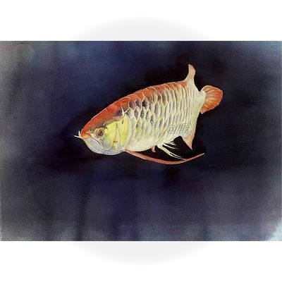古典幻彩龍魚怎么畫（古典幻彩龍魚的繪制步驟） 古典幻彩龍魚怎么畫（古典幻彩龍魚的繪制步驟） 龍魚百科 第2張