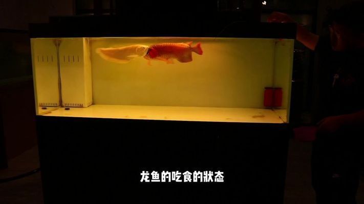 龍魚入缸的唯美句子（龍魚入缸后的自在與和諧）
