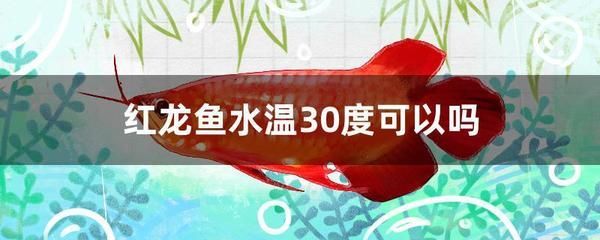 紅龍魚水溫30度咋樣（紅龍魚水溫30度可以嗎）