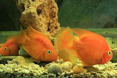 龍魚戰船混養好不好：探討龍魚與戰船混養的可能性之前需要了解這兩種魚類的基本特性